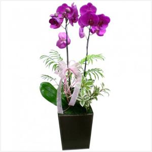 [젠틀맨플라워] 개업화분 서양란 호접란 전국꽃배달