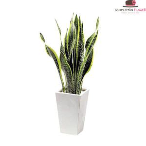 [젠틀맨플라워] 개업화분 공기정화식물 산세베리아 (GN1005)