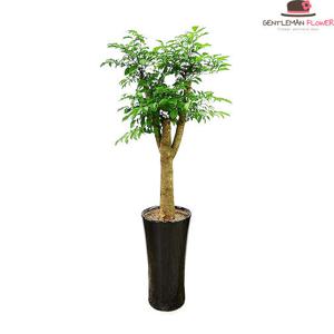 [젠틀맨플라워] 개업화분 공기정화식물 해피트리 (pb-0519)