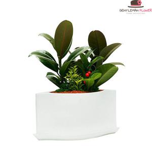 [젠틀맨플라워] 개업화분 공기정화식물 고무나무 (GN_1038)