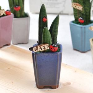 가꾸지오  고급테라스톤화분-뿔스투키