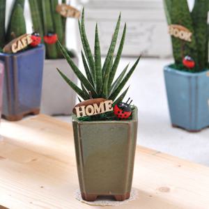 가꾸지오  고급테라스톤화분-스타스투키