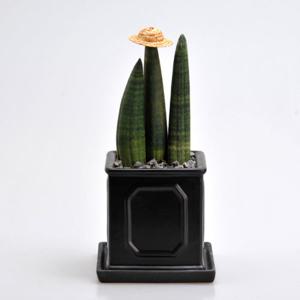 가꾸지오 로마주사각(중)-뿔스투키