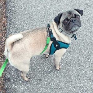 편안한 구비 이지핏 강아지하네스 H형가슴줄 S/M