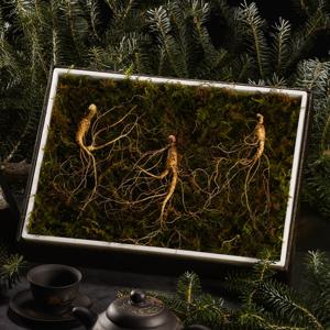 [명가일품]명작 강원도 토종 산양산삼 선물세트 5-6년근(3뿌리)