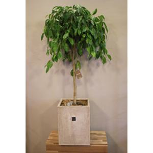 [거실큰화분/인테리어화분]벤자민