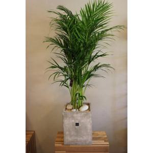 [큰화분추천/개업나무/공기정화식물]아레카야자