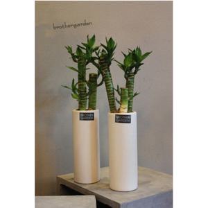 [신혼부부선물추천/인테리어화분]연화죽set