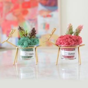 [2개세트]커플순록 스칸디아모스 화분-공기정화식물