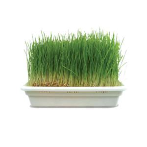 영수네새싹뜰 새싹재배기1단+새싹채소씨앗1종+보리씨앗+밀싹비누