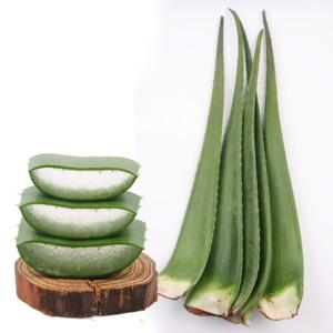 생 알로에 베라 5kg