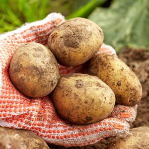 [농협청과33번] 감자 10kg(대)가정실속형/쩌먹기좋은크기