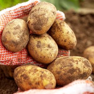 [농협청과33번] 감자 10kg (특)-선물고급형/요리용