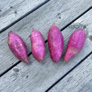 베니하루카 세척 꿀고구마 5kg(중)