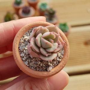 아트박스/진바스 미니토분 미니다육 6종세트