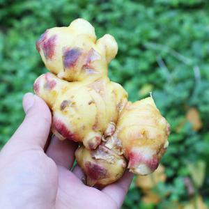 [팔도농장] 서산 태안 햇 생강 특상품 1kg