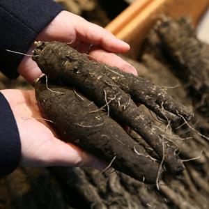 제주도 검은 흙 더덕(상) 1kg