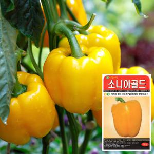 소니아골드 씨앗 (10립)  피망 파프리카 채소씨앗