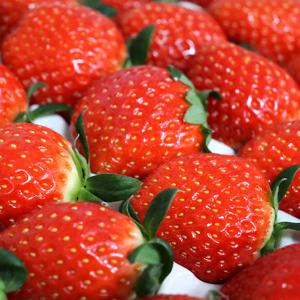 [전용난좌 안전포장]설향 딸기 특품700g(20~30구)