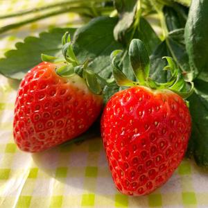 논산 설향딸기 750g(42과/크기혼합) 새콤달콤 맛있는 햇딸기