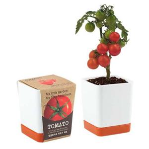 (꿈쟁이) 투톤사각화분-방울토마토 미니식물 화분 식물 씨앗 텃밭 원예 가드닝 미니화분 인테리어화분 실내원예