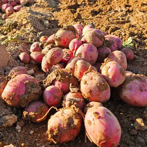 [밋앤밀] 산지직송 남해 햇 홍감자 3kg(특/대)