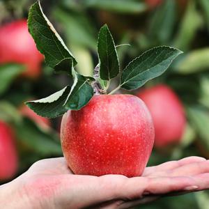 [결초보은]충북원예농협 보은거점APC 햇 세척사과 5kg (2.5kg 2박스)