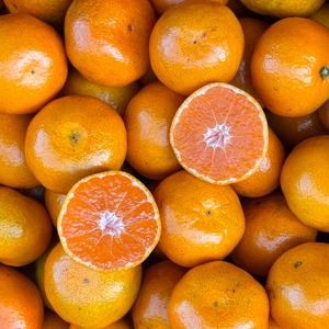 제주 노지 감귤 고당도 로얄과 5kg (43∼72개)