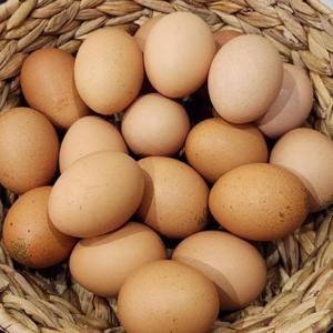 1+등급 특란 계란 20구 무항생제 달걀