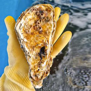 [통영수산물시장] 제철 삼배체굴 3kg 15~18미내외