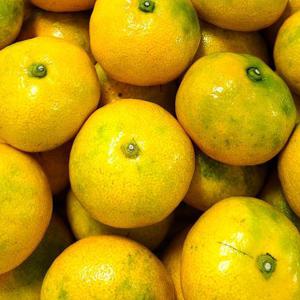 포미식탁 못난이 제주 감귤 3kg 혼합과