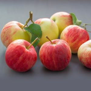 고당도 거창 함양사과 중소과 5kg 22-24과