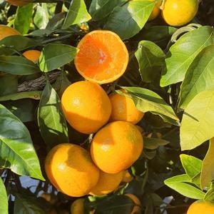 제주직송 새콤달콤 노지 감귤 대과 10kg(L/2L)