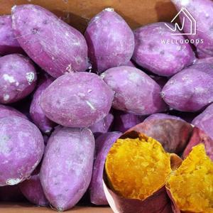 [웰굿] 국내산 호풍미 고구마 2kg(한입,개당20-50g내외)