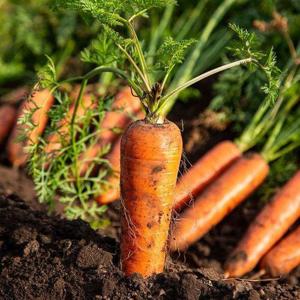 갤러리아_[오늘의채소] 못난이 쥬스용 흙당근 5kg