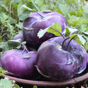 [팔도농장] 아삭 달콤한 햇 콜라비 5kg