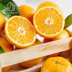 [웰굿] 산지직송 제주 달콤한 하우스 감귤 2.5kg(로얄과,S-M)