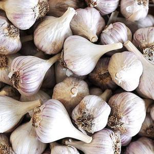 토종 의성마늘 대 3kg (한접/100개 내외/4cm 이상)