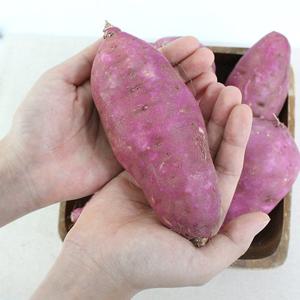 [팔도농장] 세척 꿀 밤고구마 (왕특)5kg