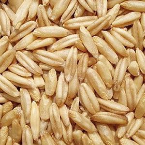 고소한 귀리 5kg