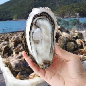 제철 여수 각굴 석화 굴 5kg