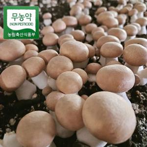 친환경 브라운 양송이 특품 1kg 무농약인증 보령 청정지역 버섯