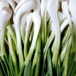 초록초록 팜 국내산 제철 당일 손질 깐쪽파 1kg 파김치용