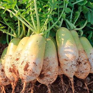 [농협청과33번] 햇무 16kg내외 (상,못난이/10~16개)