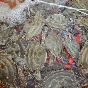 제철 서해안 활 숫꽃게 2kg