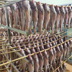 동해안 국내산 반건조 손질 대구 코다리 특대(550g~700g)5미