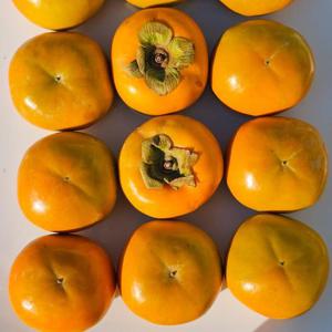 가정용 부유단감 중대/대과 5kg(15-25과 내외)