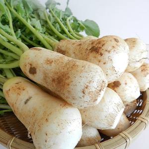 [다농] 청정지역 3번 세척 ?끗한 알타리 절임 1박스 3.5kg