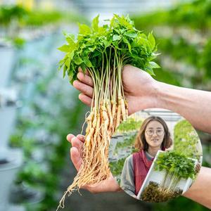 [산지장터] 전남 장성 윤수진님의 건강 새싹삼 샐러드용 100 뿌리