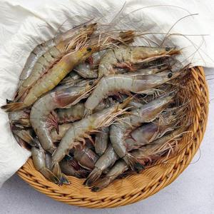 서해안 자연산 대하 왕새우 1kg_28~30미내외 [냉동]